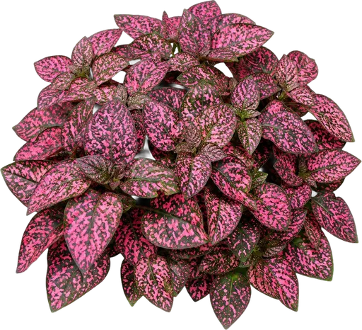 Polka Dot Plant