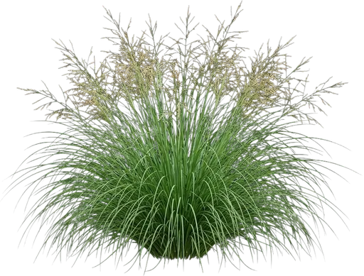 Prairie Dropseed