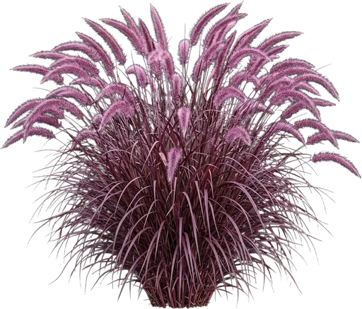 Purple Fountain Grass