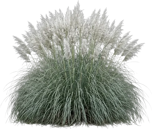 Ravenna Grass