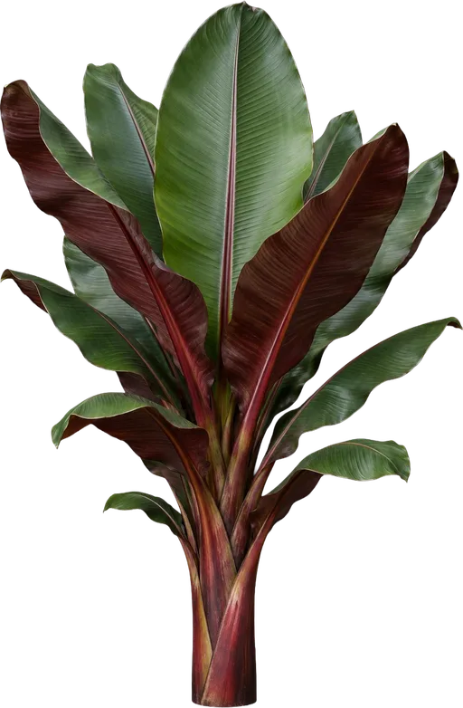 Red Abyssinian Banana