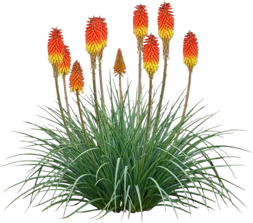 Red Hot Poker