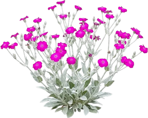 Rose Campion