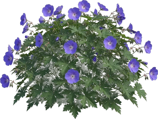 Rozanne Cranesbill