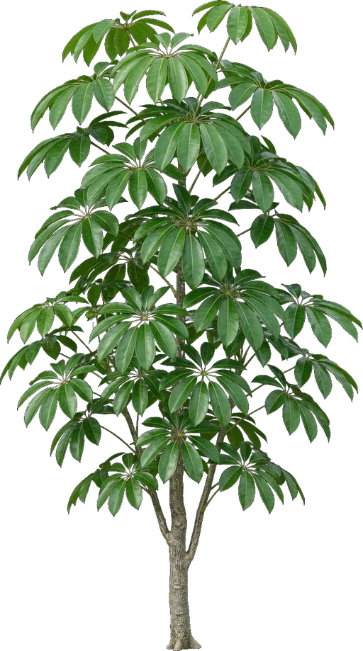 Umbrella Plant (Schefflera)
