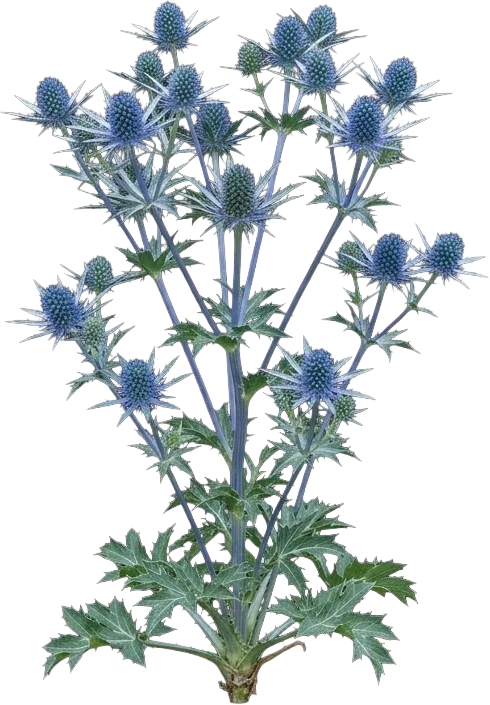 Sea Holly