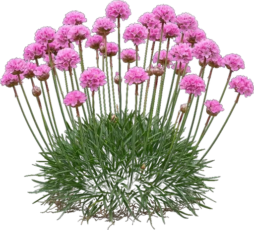Sea Thrift