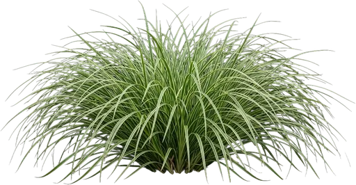 Japanese Sedge