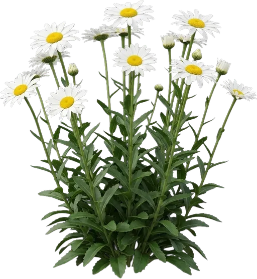 Shasta Daisy