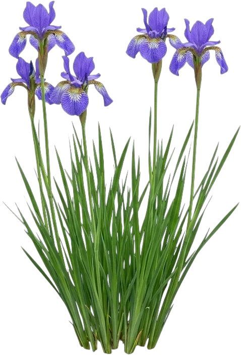 Siberian Iris