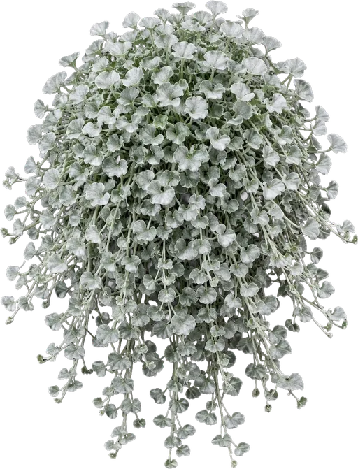 Silver Falls Dichondra