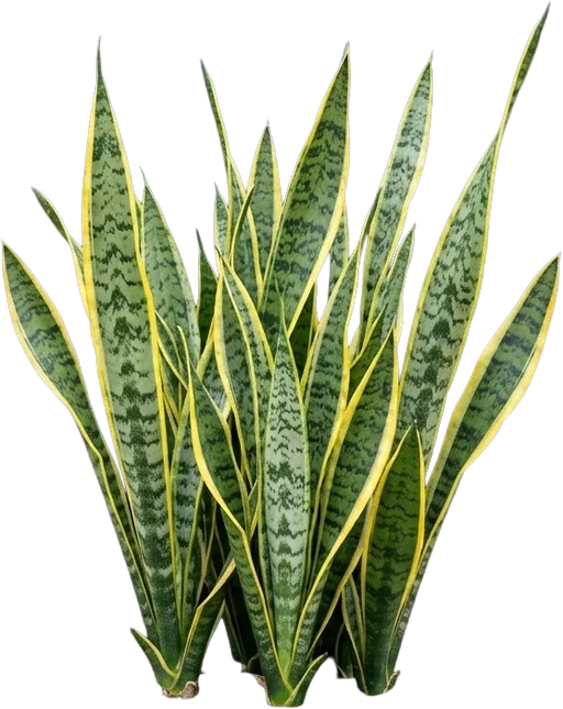 Snake Plant