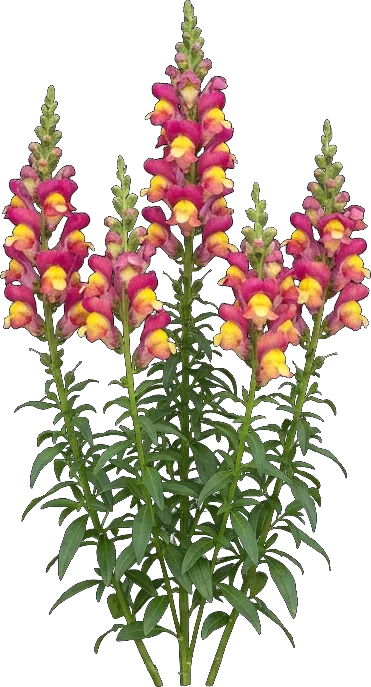 Snapdragon