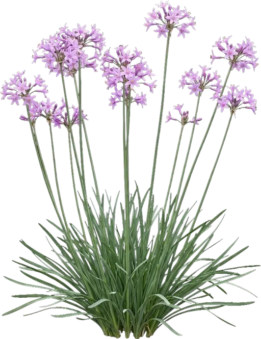 Society Garlic