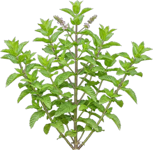 Spearmint