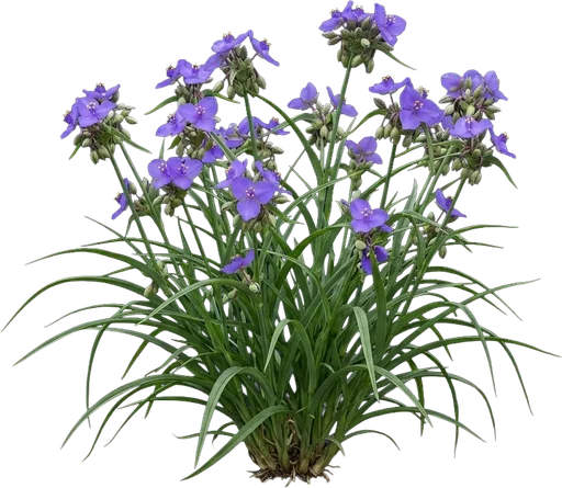 Spiderwort