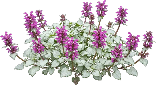 Spotted Deadnettle