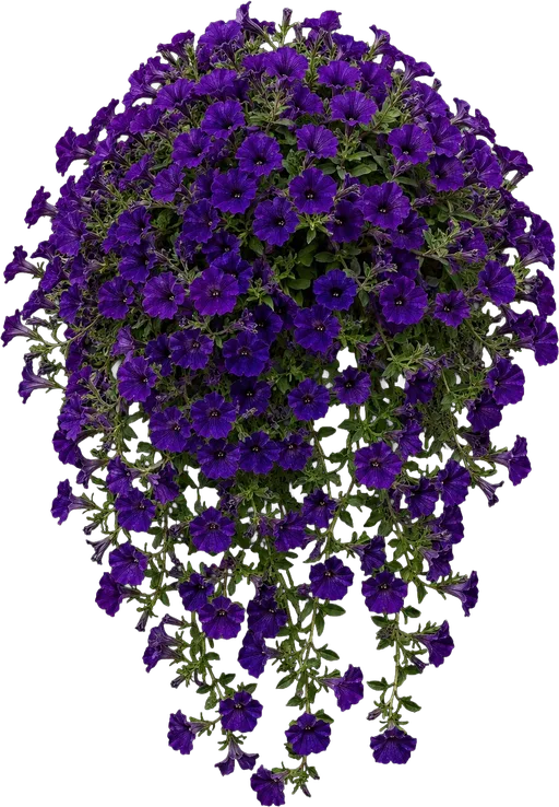 Spreading Petunia (Wave type)