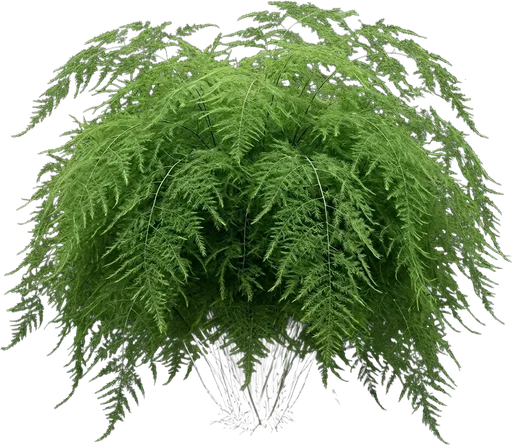 Sprenger's Asparagus Fern
