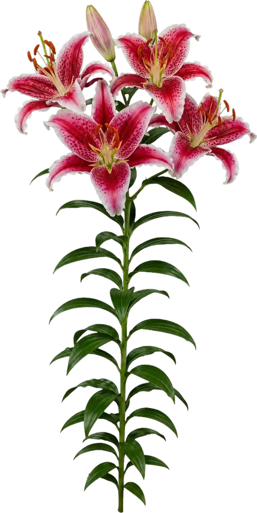 Stargazer Oriental Lily