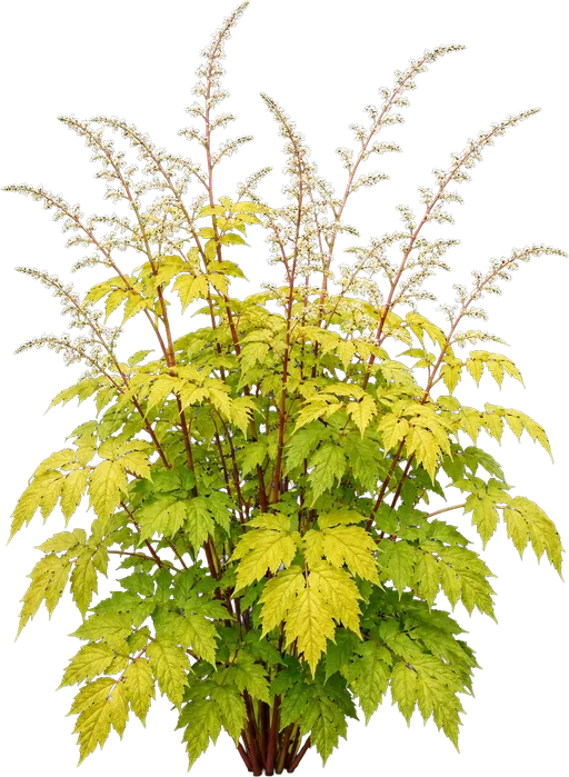 Sun King Japanese Spikenard