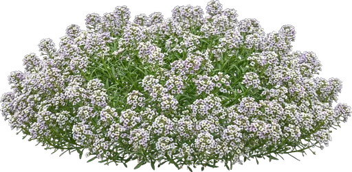 Sweet Alyssum