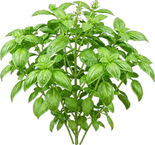 Sweet Basil