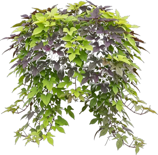 Sweet Potato Vine
