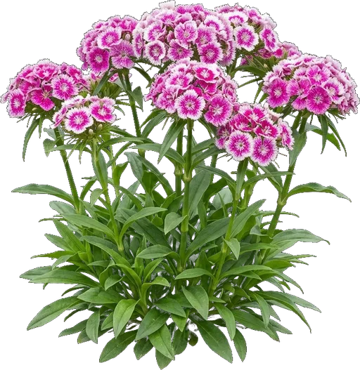 Sweet William