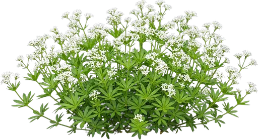 Sweet Woodruff