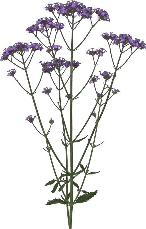 Tall Verbena (Purpletop Vervain)