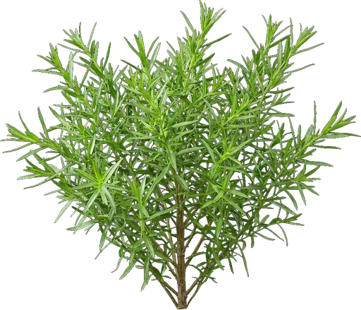 Tarragon