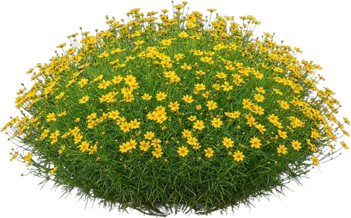 Threadleaf Coreopsis