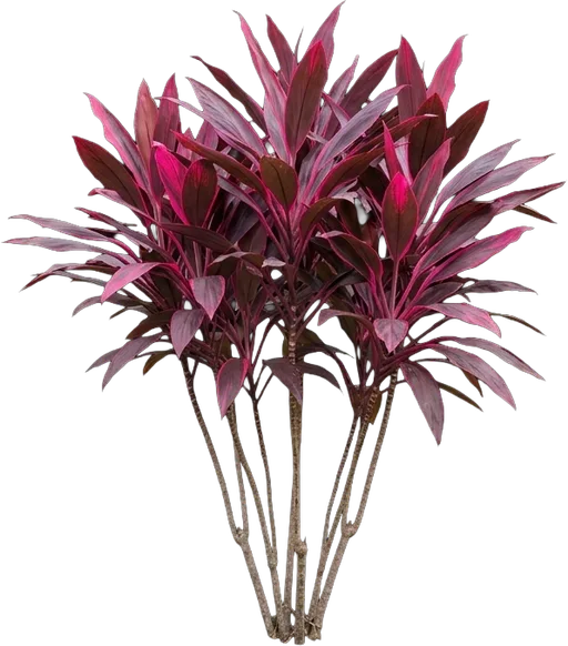Red Ti Plant