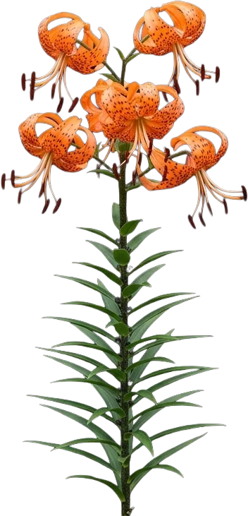 Tiger Lily