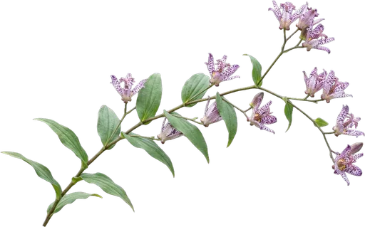 Toad Lily