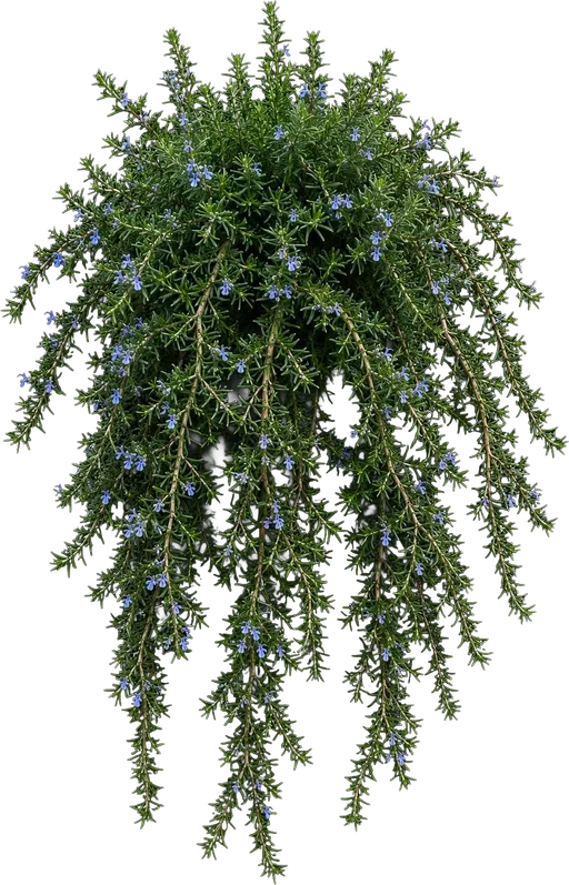 Trailing / Creeping Rosemary