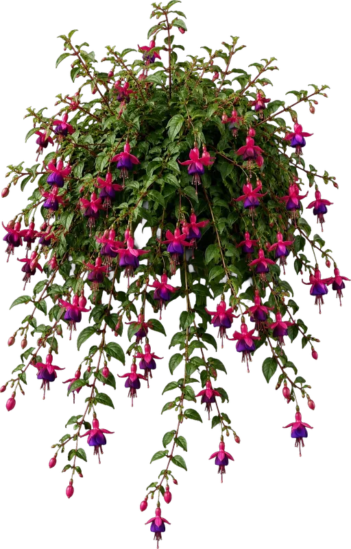 Trailing Fuchsia (basket type)