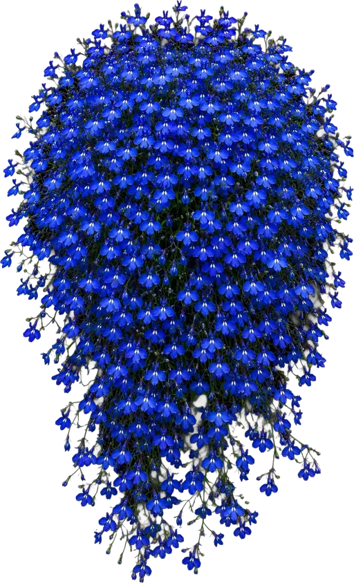 Trailing Lobelia