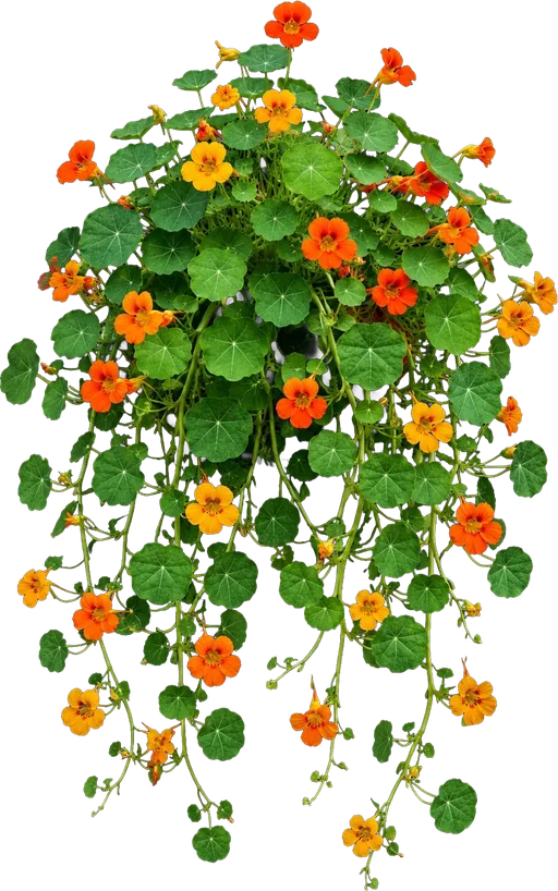 Trailing Nasturtium
