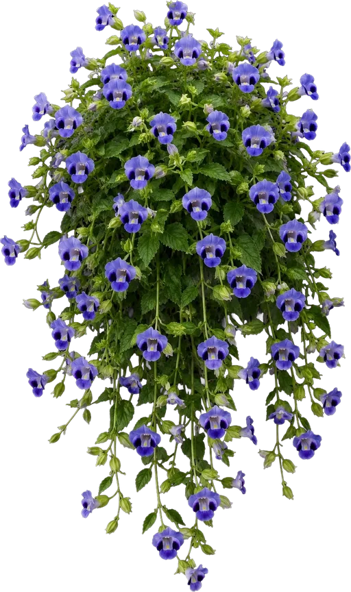 Trailing Wishbone Flower