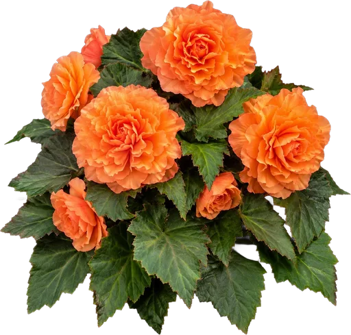 Tuberous Begonia