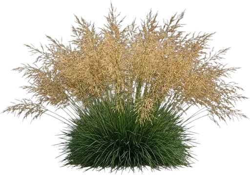 Tufted Hair Grass