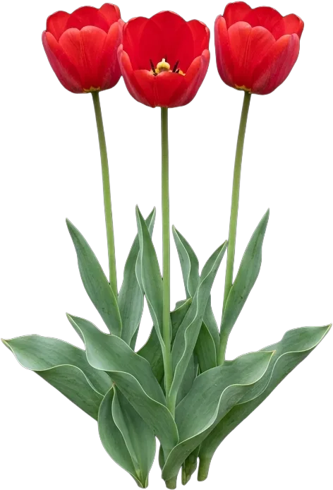 Tulip