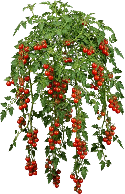 Tumbling Cherry Tomato