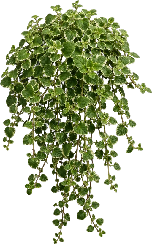Variegated Swedish Ivy