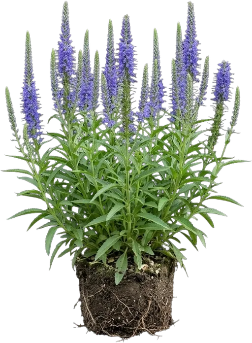 Speedwell