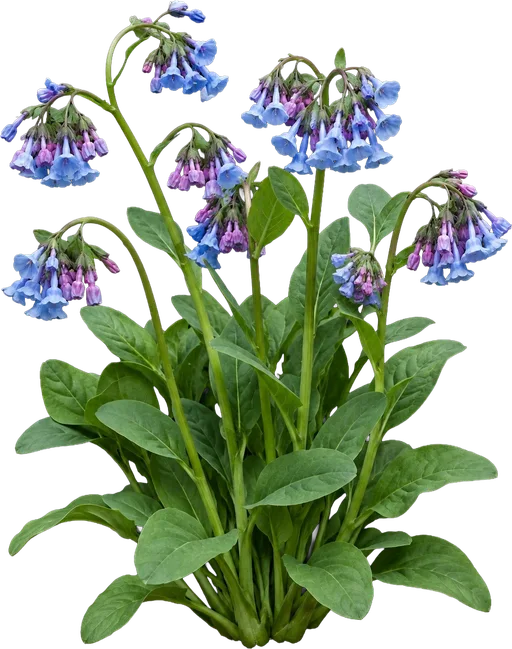 Virginia Bluebells
