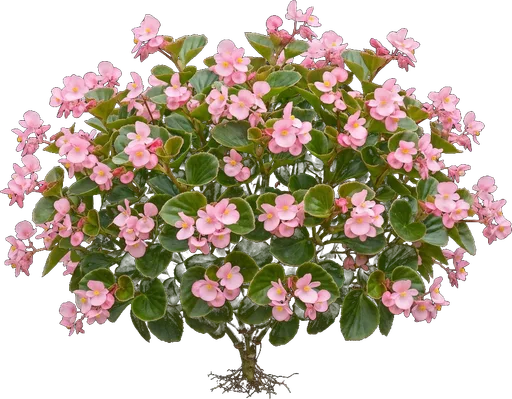 Wax Begonia