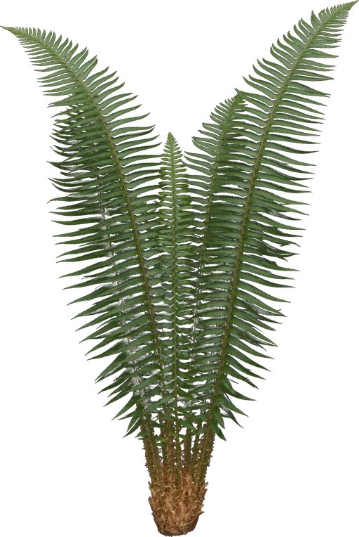Western Sword Fern